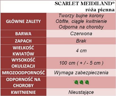 Róża pienna Scarlet Meidiland 